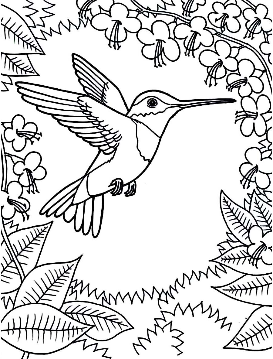 Free printable hummingbird coloring pages for kids