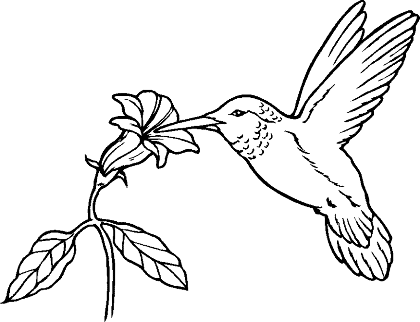 Free printable hummingbird coloring pages for kids