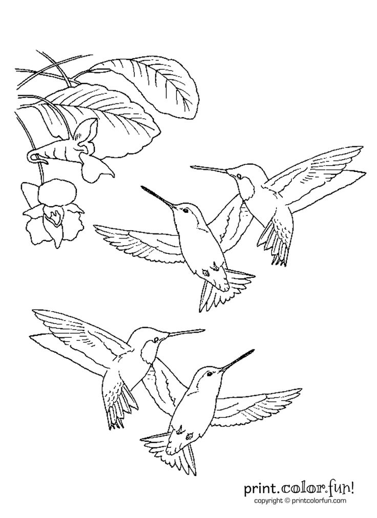 Hummingbirds print color fun free printables coloring pages crafts puzzles cards to print hummingbird drawing bird coloring pages coloring pages