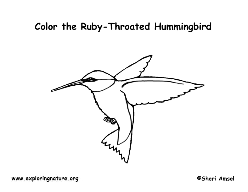 Hummingbird coloring page