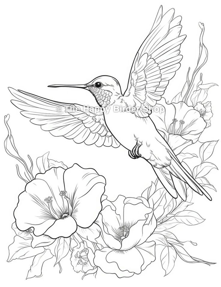 Hummingbird coloring page printable bird jpg hummingbird adult coloring sheet hummingbird jpg coloring page