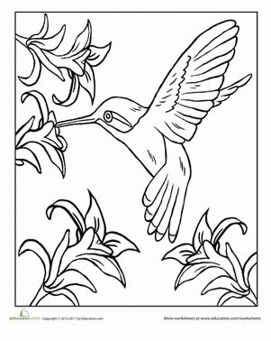 Hummingbird worksheet education bird coloring pages easy coloring pages coloring pages