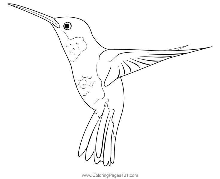 Hummingbird beautiful bird coloring page bird coloring pages beautiful birds coloring pages