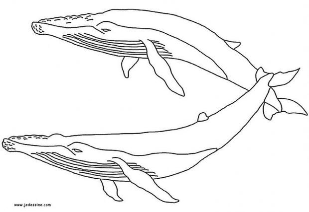 Humpback whale coloring pages whale coloring pages