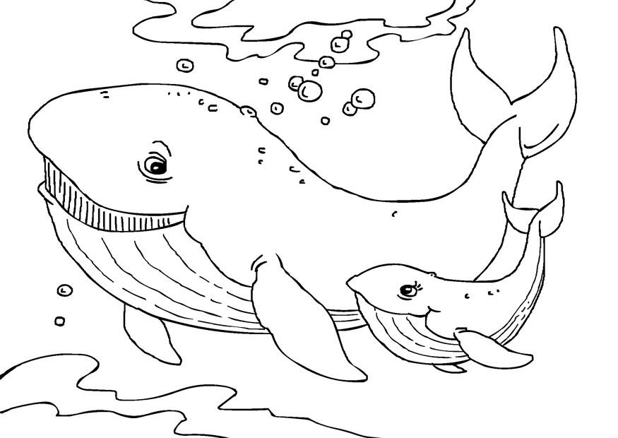 Free printable whale coloring pages for kids