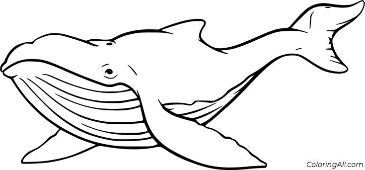 Free printable humpback whale coloring pages in vector format easy to print from any device and automaticâ whale coloring pages whale outline coloring pages