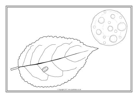 Hungry caterpillar louring sheets sb