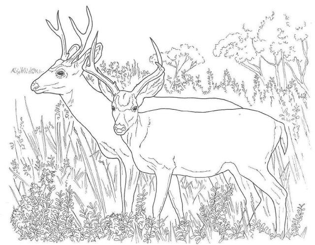 Awesome image of hunting coloring pages