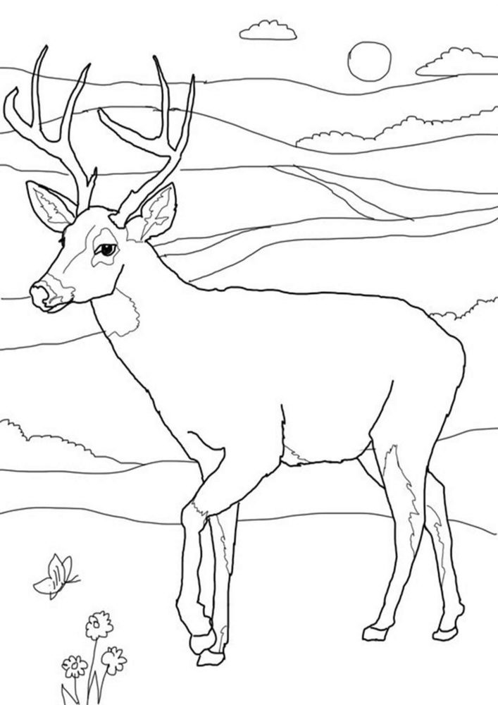 Free easy to print deer coloring pages