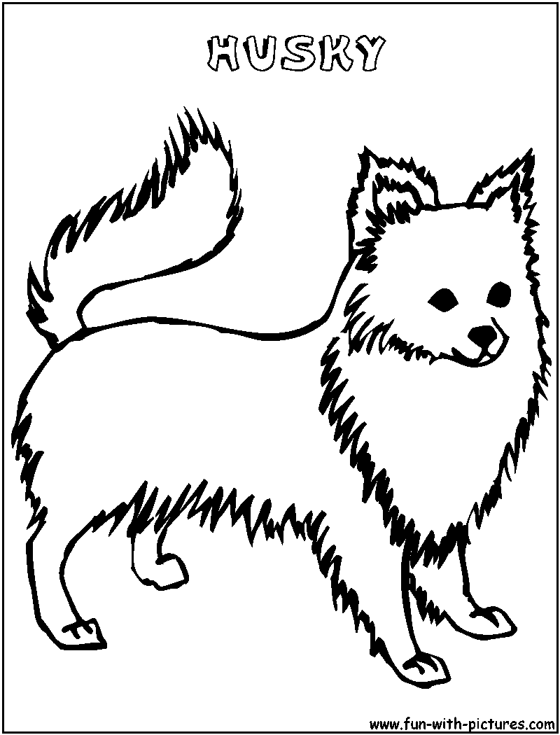 Husky coloring page