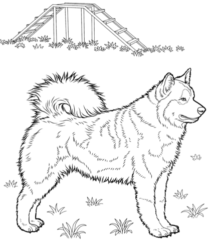 Husky coloring page free printable coloring pages