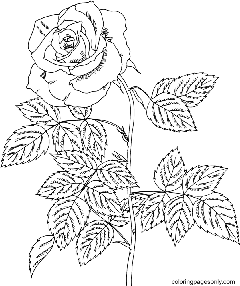 Brandy hybrid tea rose coloring pages