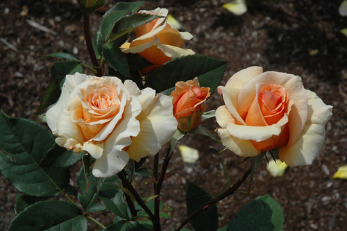 Hybrid tea roses for sale popular for rose gardening