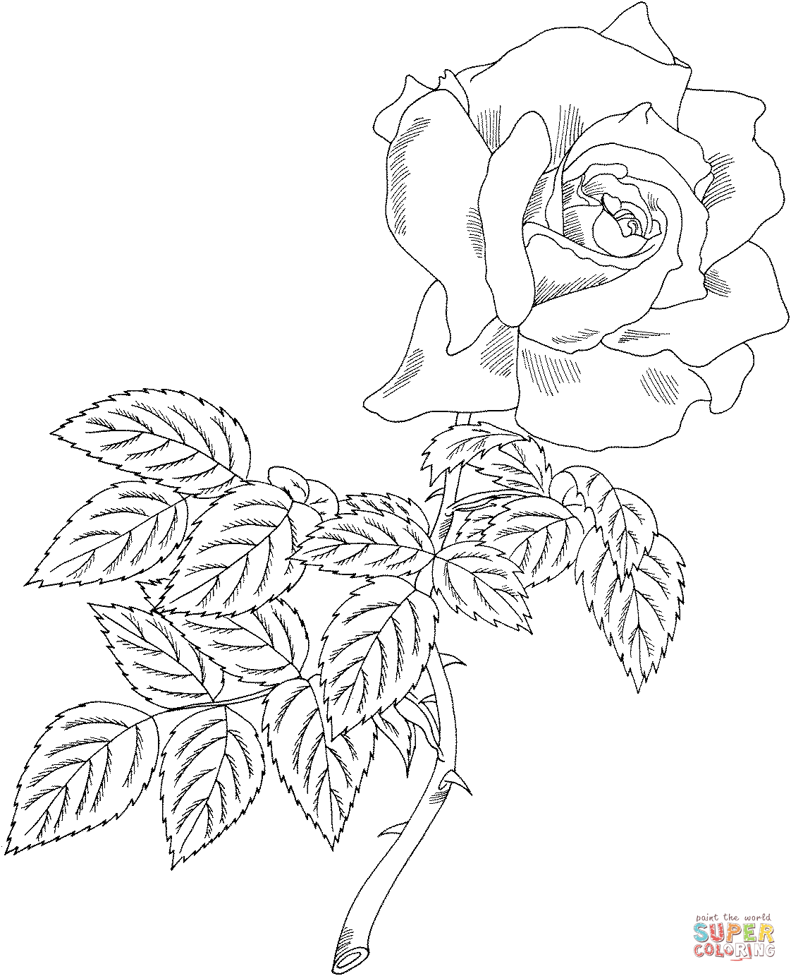 First prize hybrid tea rose coloring page free printable coloring pages