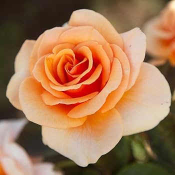 Heirloom roses rose plant