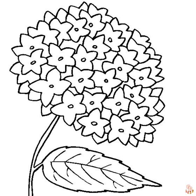 Explore the beauty of hydrangea coloring pages free printable