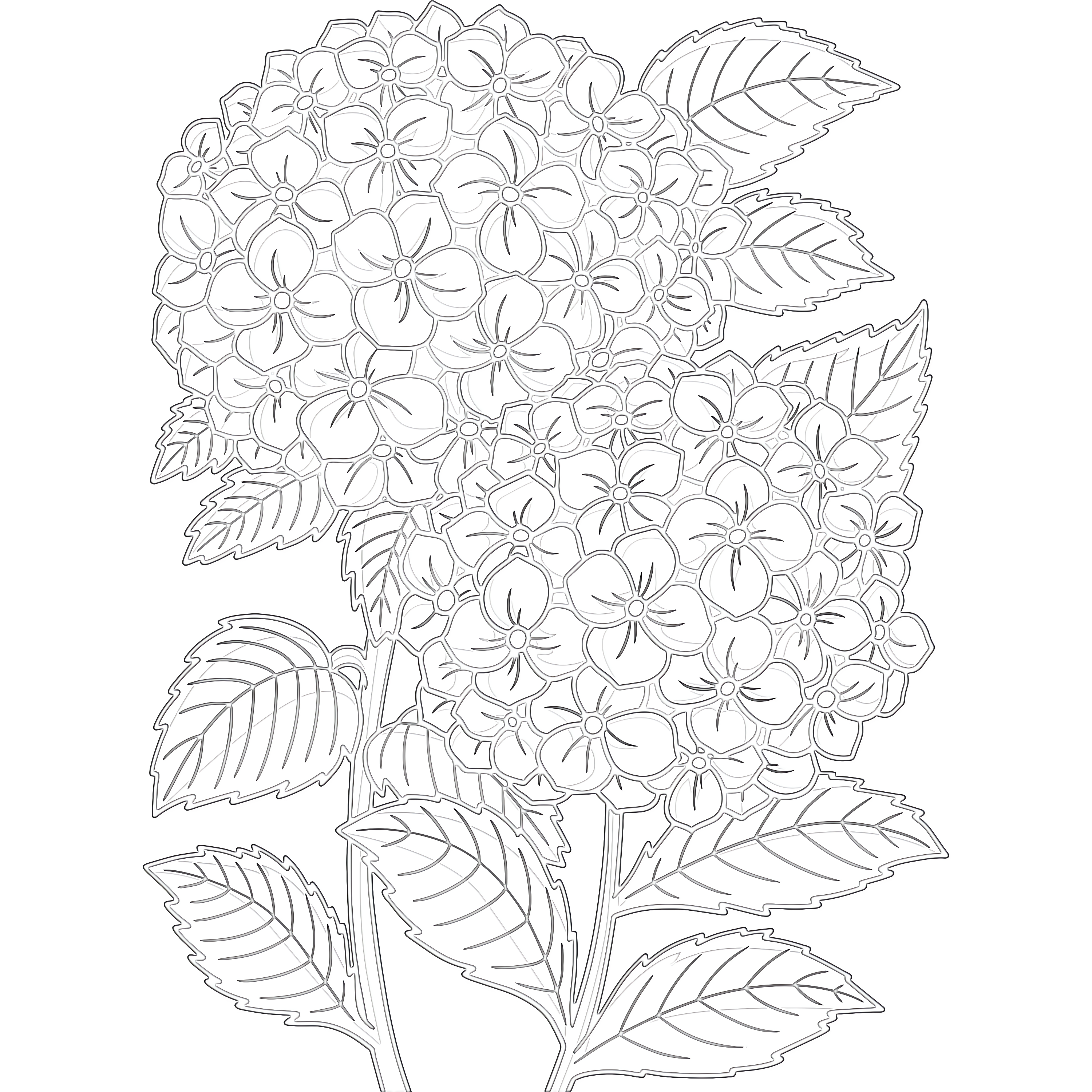 Flower hydrangea coloring page mimi