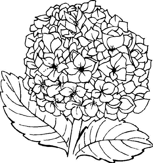 Printable hidrangea coloring pages pdf ideas