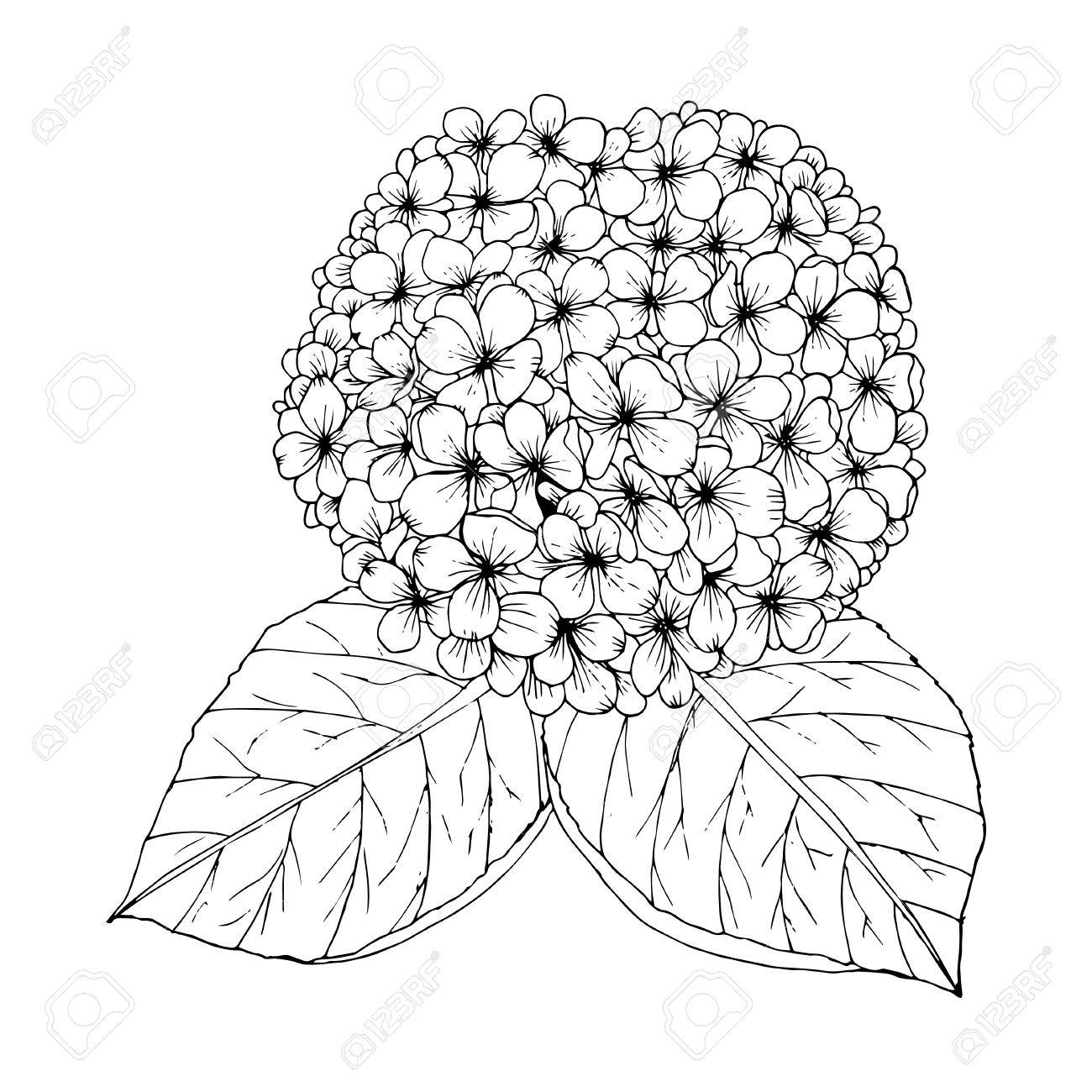 Coloring page with doodle flowers vector hydrangea royalty free svg cliparts vectors and stock illustration image