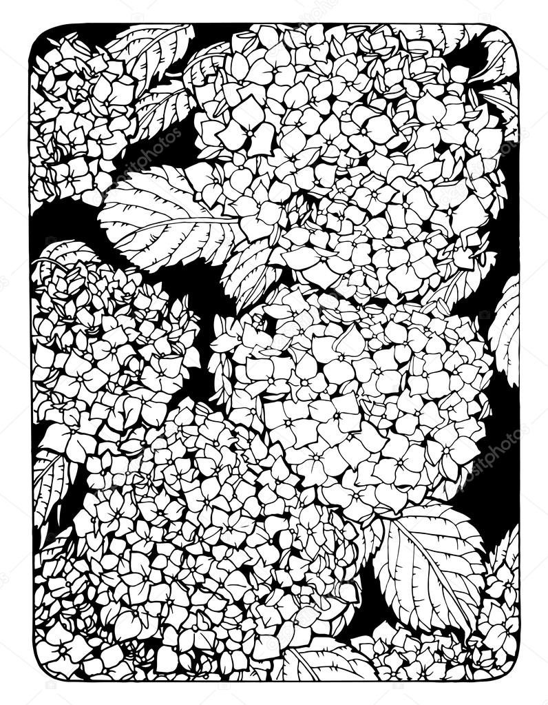 Coloring page with hydrangea flowers stock vector by xaxalerik