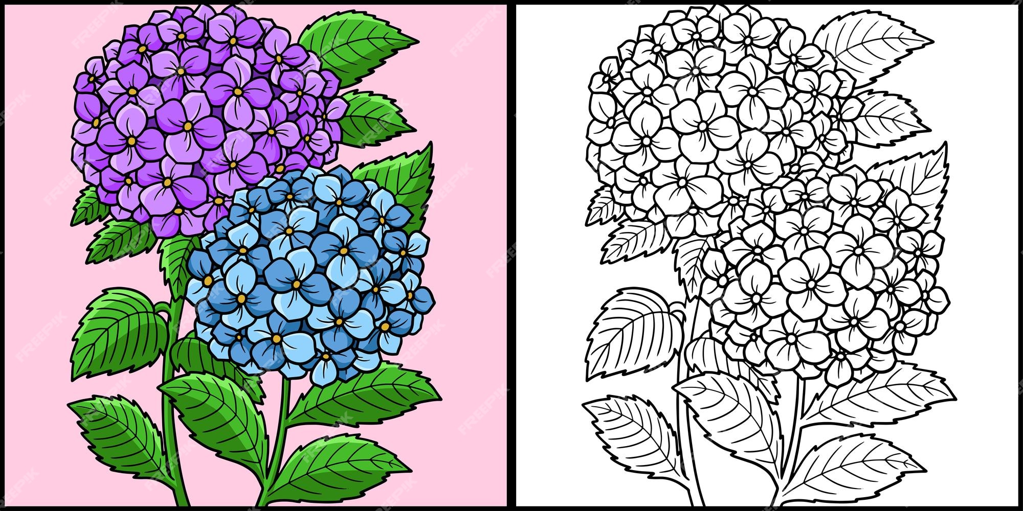 Premium vector hydrangea flower coloring colored illustration