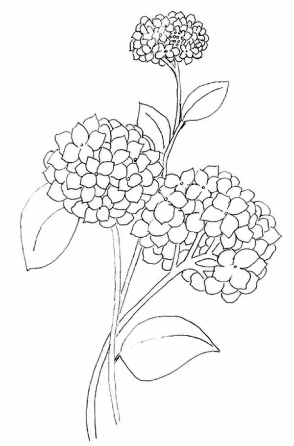 Hydrangea image coloring page