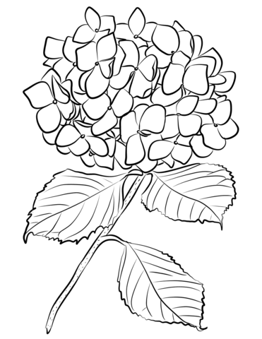 Hydrangea coloring page free printable coloring pages