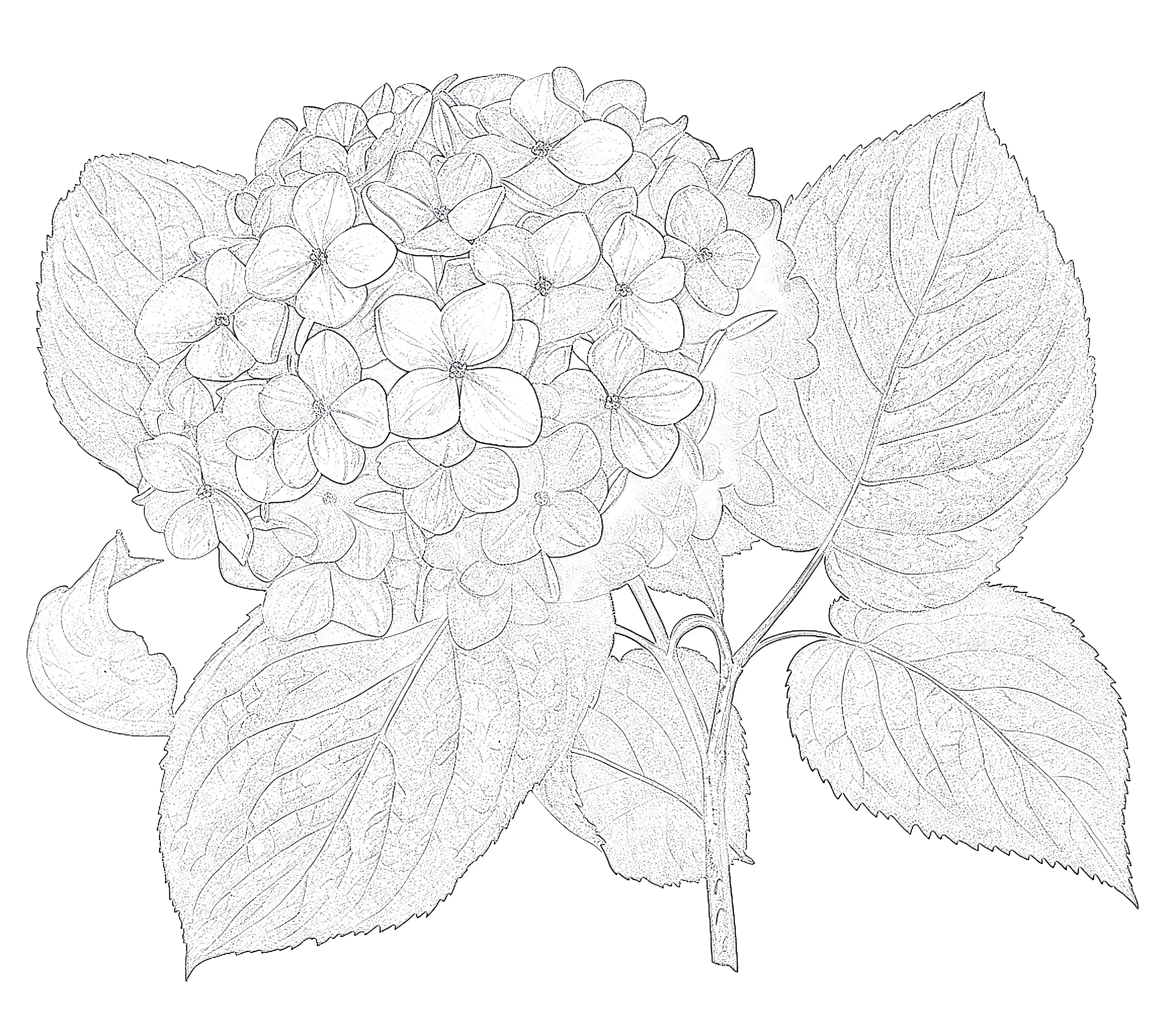 Hydrangea flower coloring page