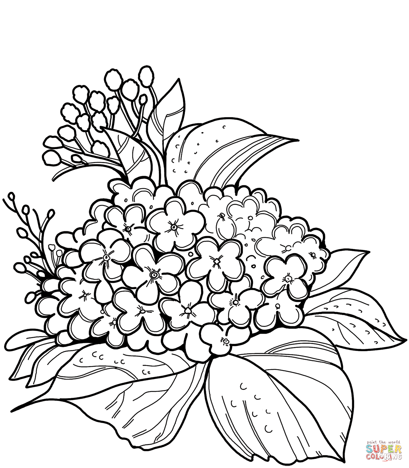 Hydrangea coloring page free printable coloring pages