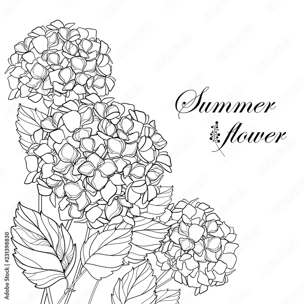 Vector corner bouquet of outline hydrangea or hortensia flower bunch and ornate leaves in black isolated on white background contour garden plant hydrangea for summer design and coloring book vector