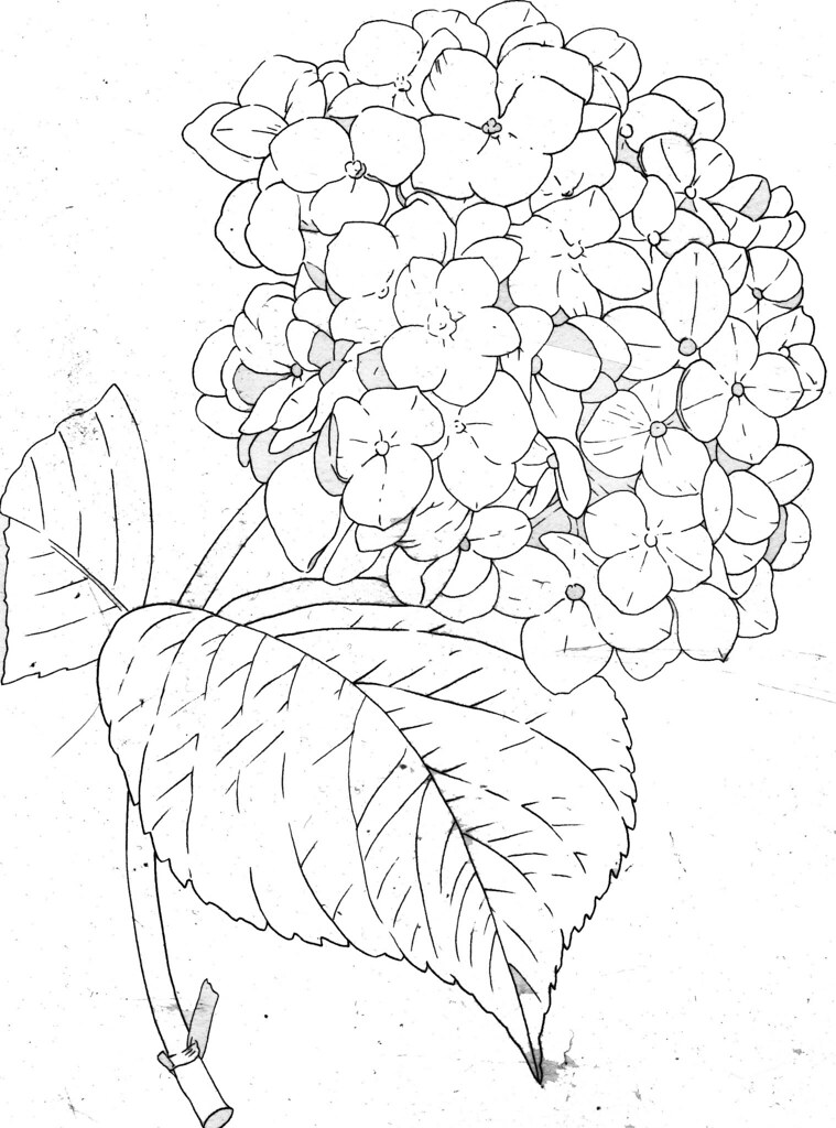 Hydrangea