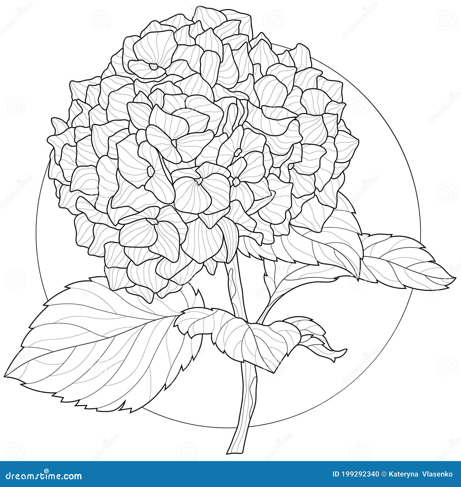 Hydrangea flowercoloring book antistress for children and adults stock vector