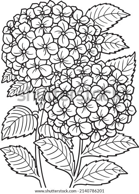 Hydrangea flower coloring page adults stock vector royalty free