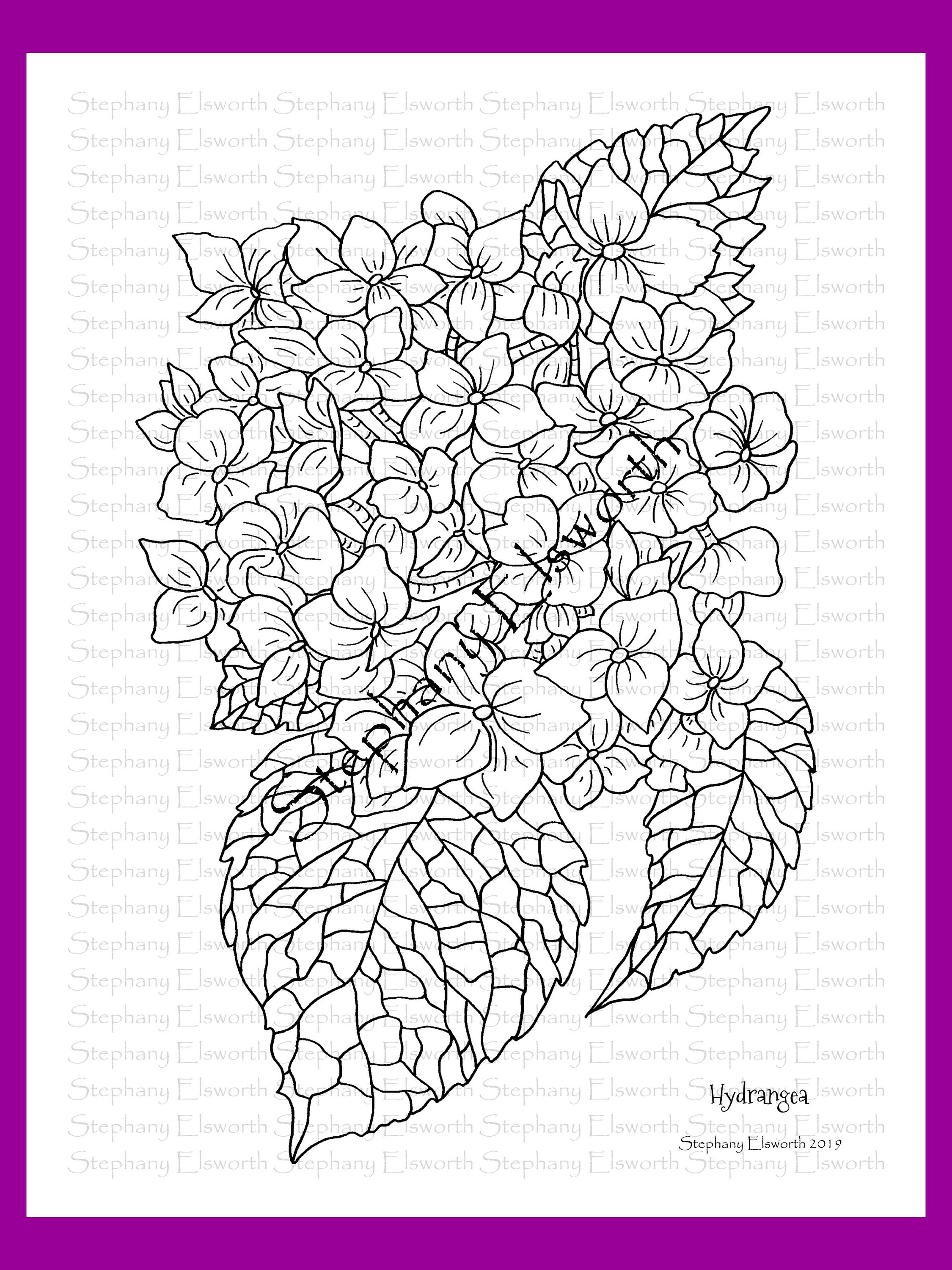 Hydrangea blossoms x printable instant download coloring page