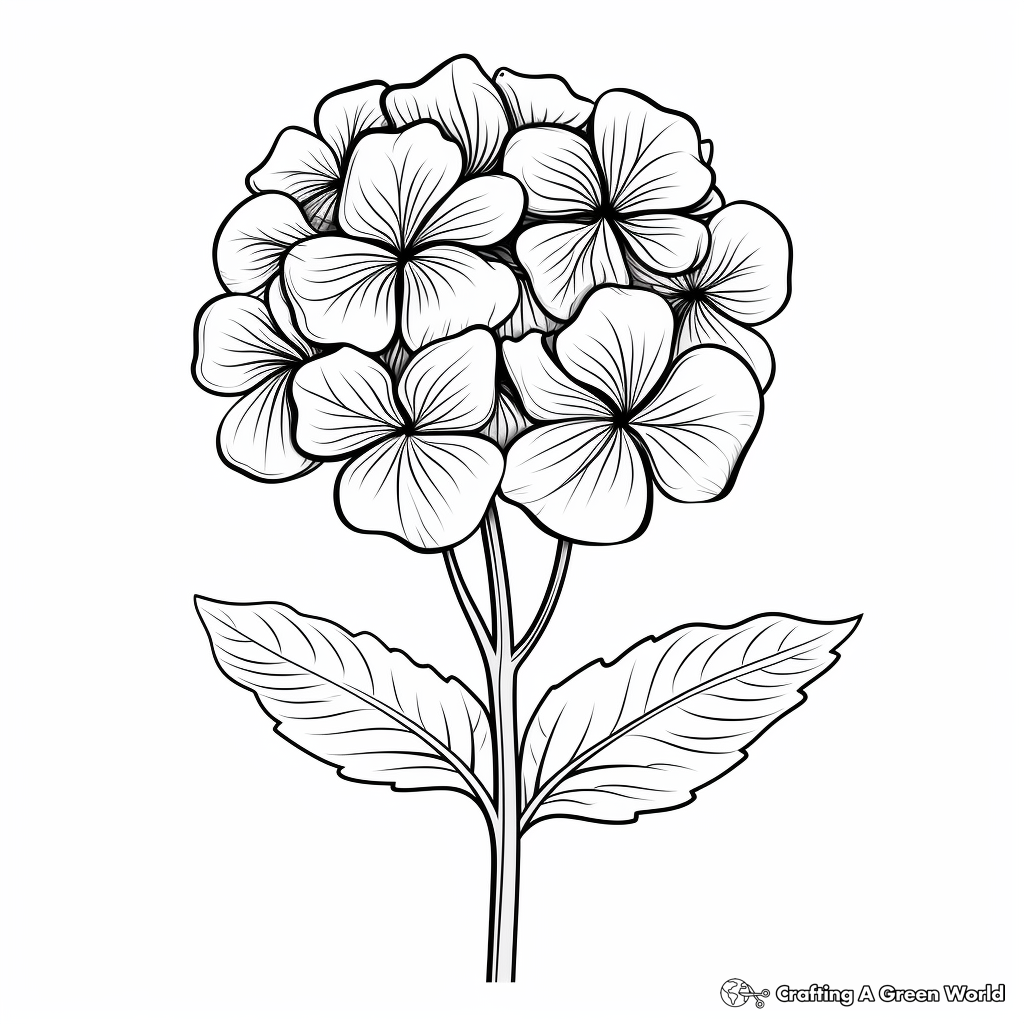 Hydrangea coloring pages