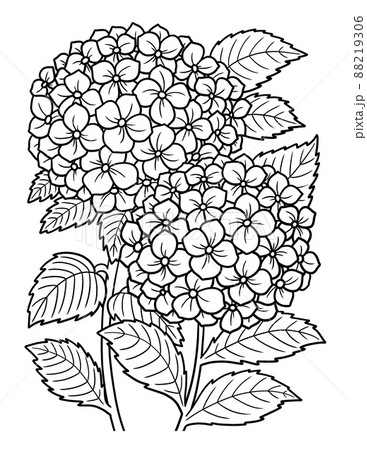 Hydrangea flower coloring page for adults