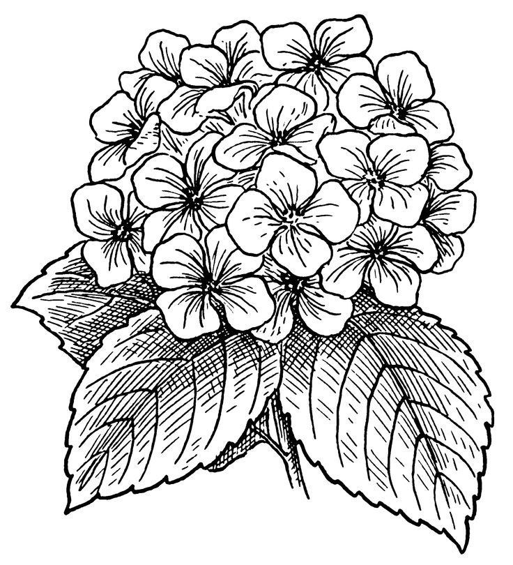 Hydrangea coloring pages