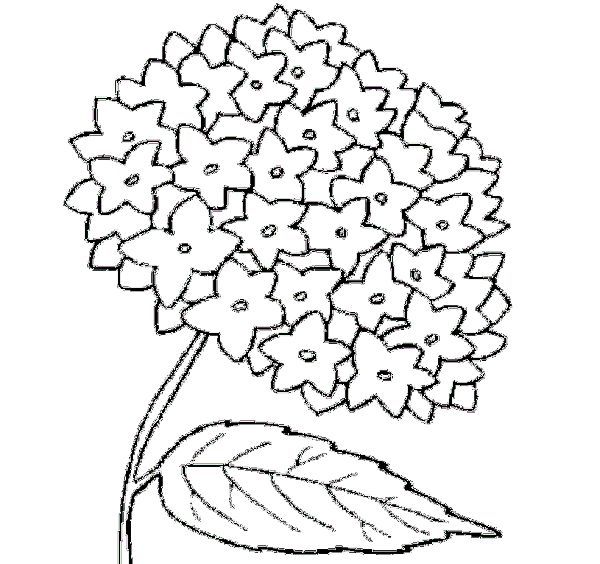 Printable hidrangea coloring pages pdf ideas