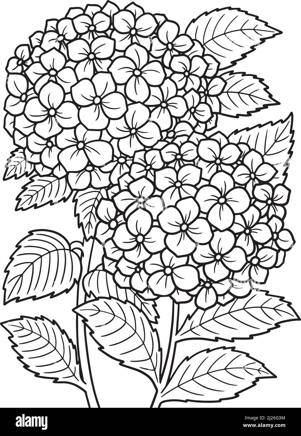 Hydrangea flower coloring page for adults stock vector image art