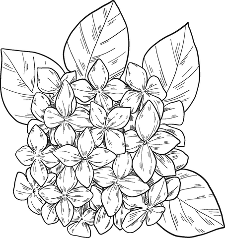 Hydrangea coloring page free printable coloring pages