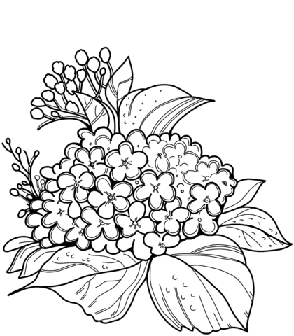 Hydrangea coloring page free printable coloring pages