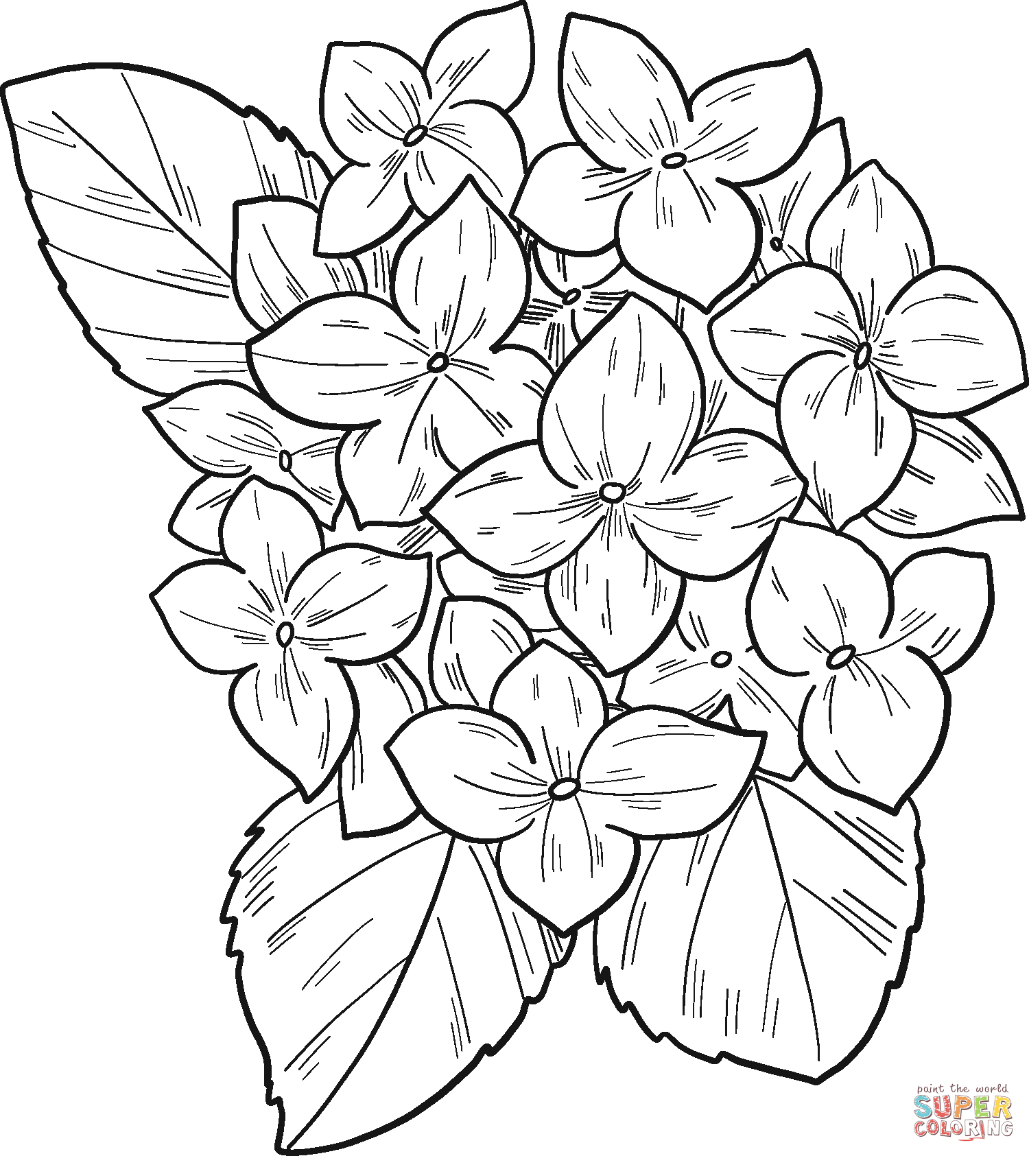 Hydrangea coloring page free printable coloring pages