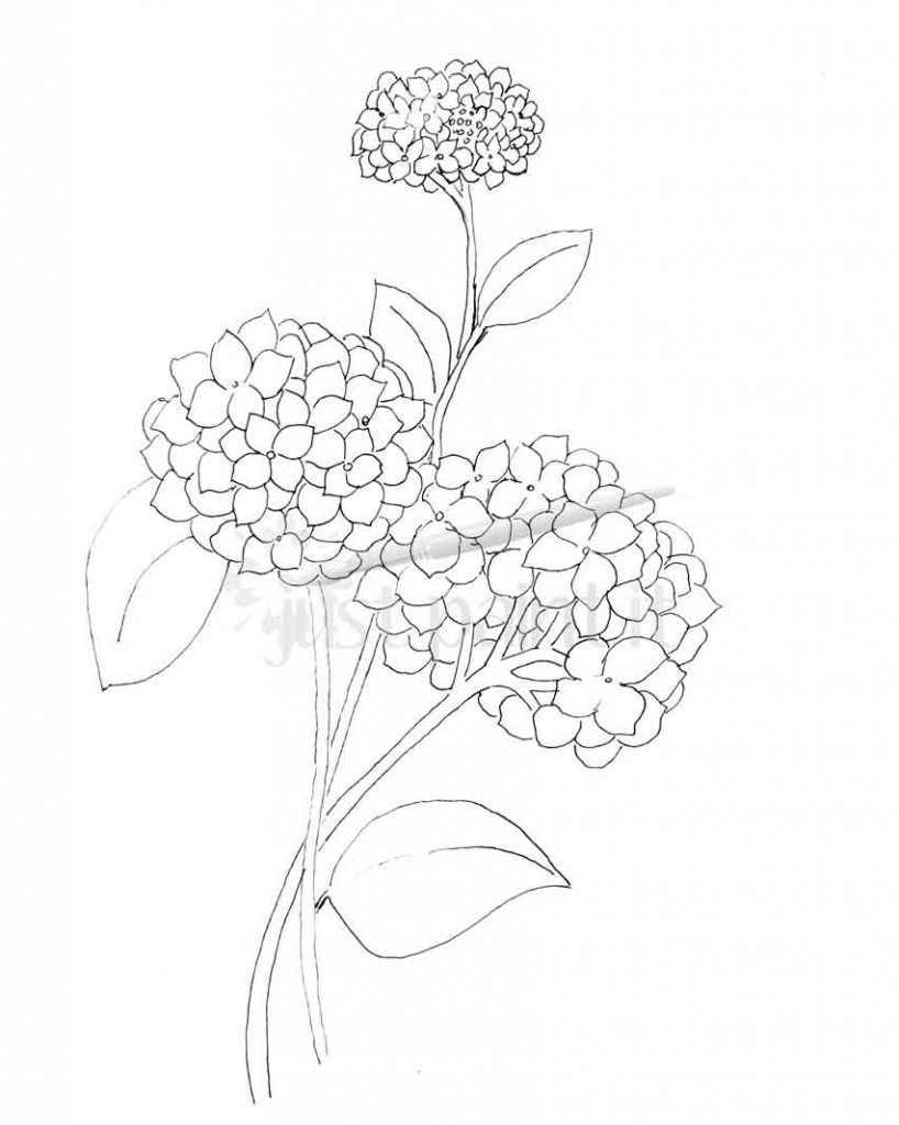 Hydrangea and peonies coloring pages