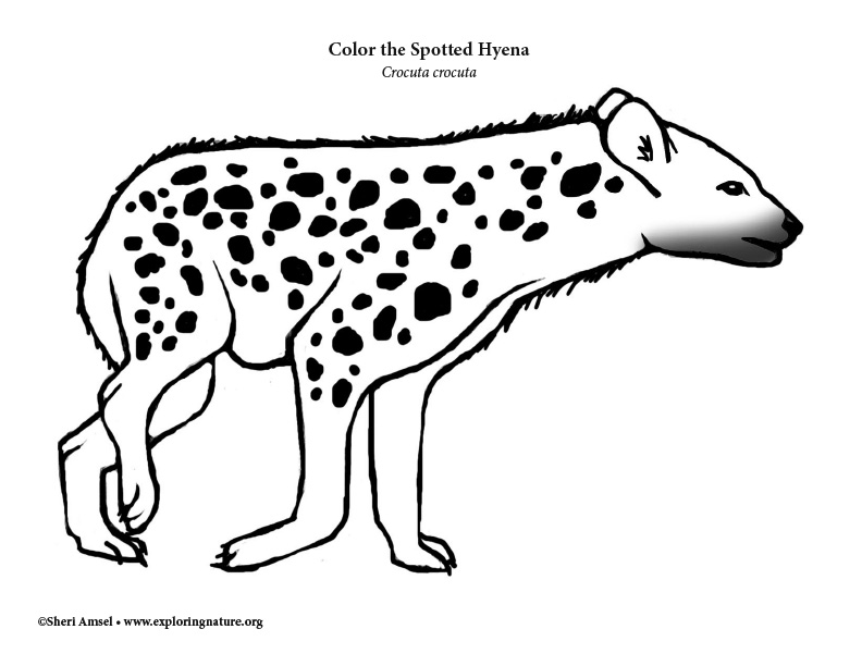 Hyena spotted coloring page