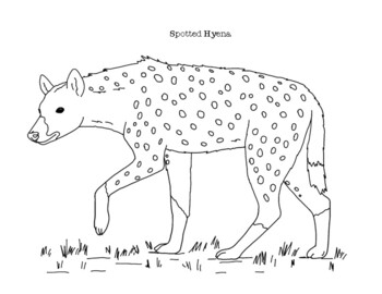 Spotted hyena coloring page by mama draw it tpt