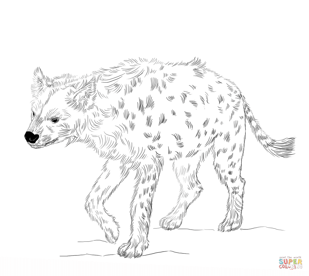 Spotted hyena coloring page free printable coloring pages