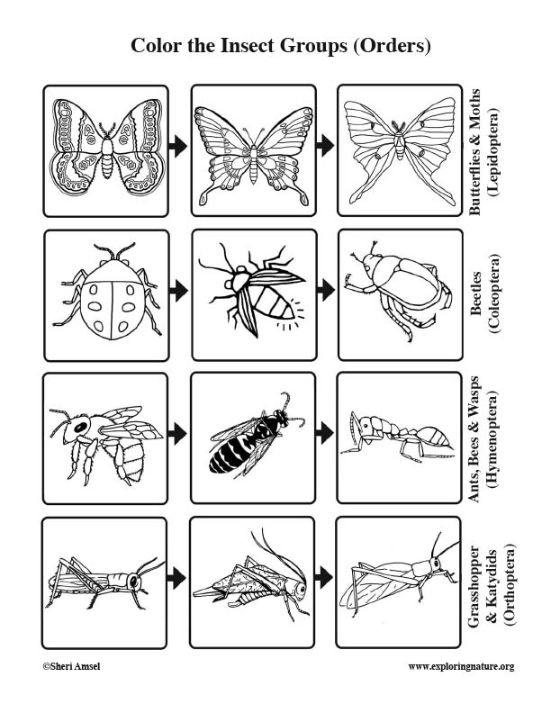 Insect groups orders coloring page