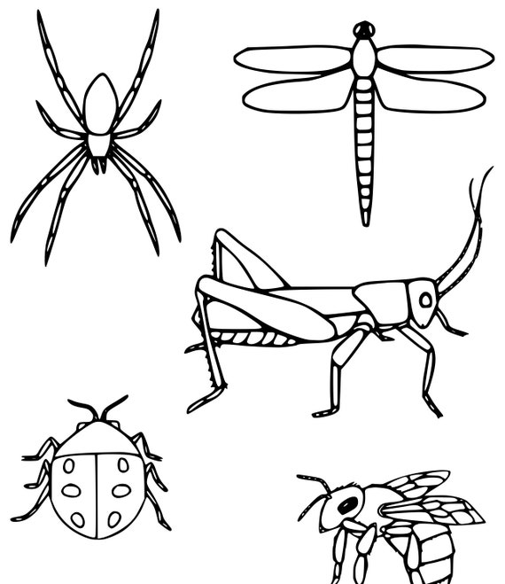 Colouring pages of insects download now