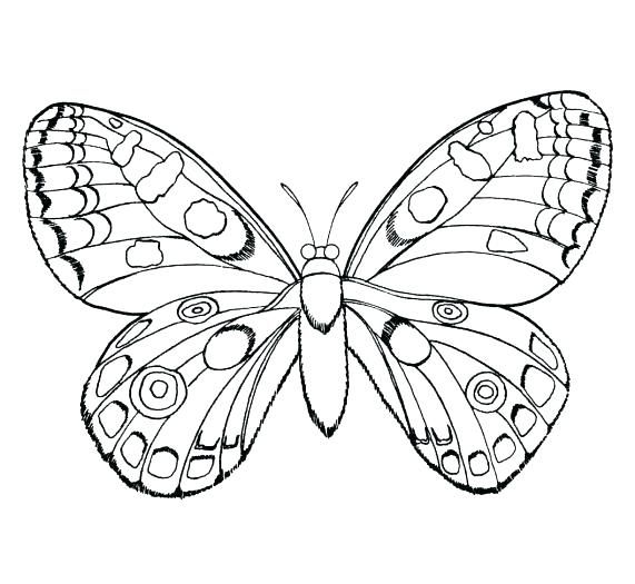 Insect coloring pages