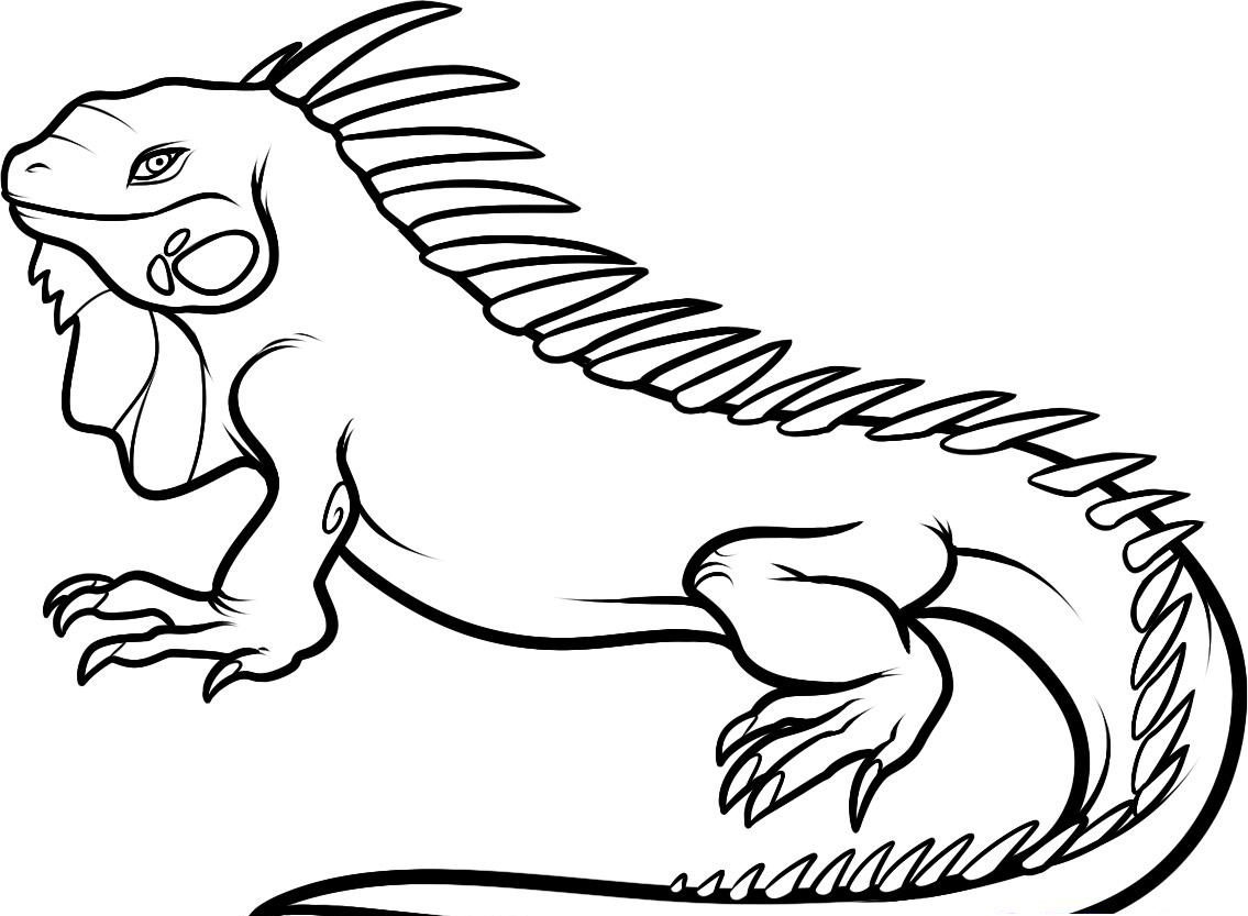 Free printable iguana coloring pages for kids